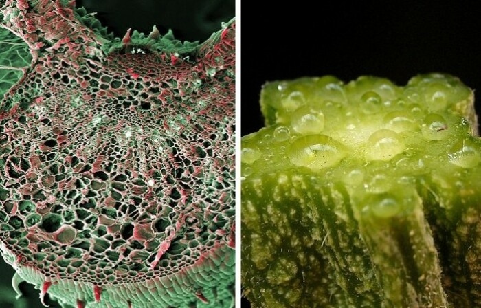 Кактусы накапливают воду за счет паренхимы.