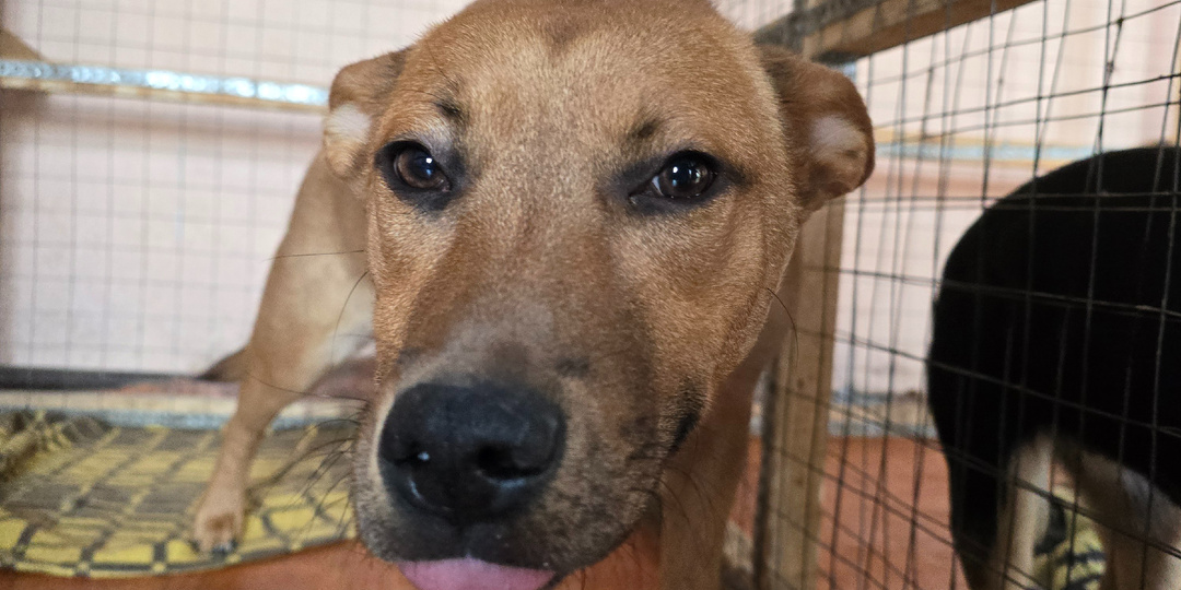 Режим без праздников. Снег-котёл-боль.