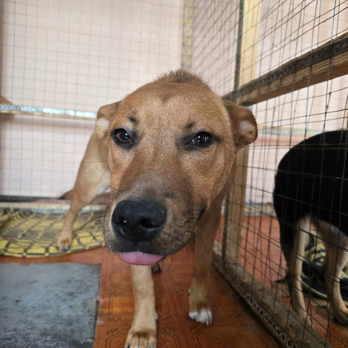 грустные глаза за решёткой ждут чуда