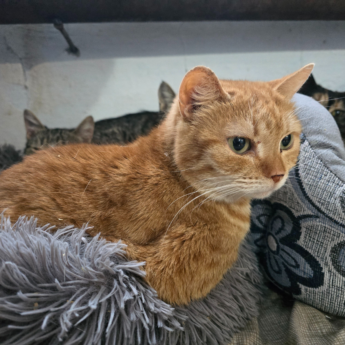 рыжая тоска в серых стенах