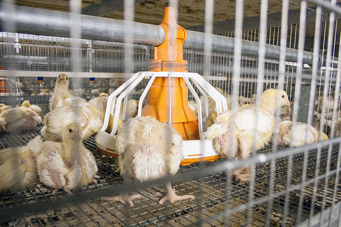    Фото из архива «Континента Сибирь»