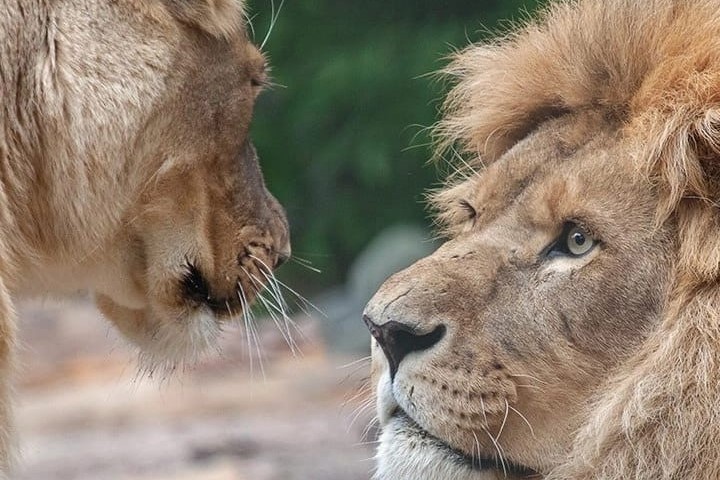    Фото: Новосибирский зоопарк