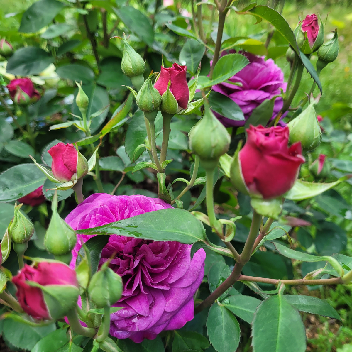 Роза Хайди Клум. Фото автор