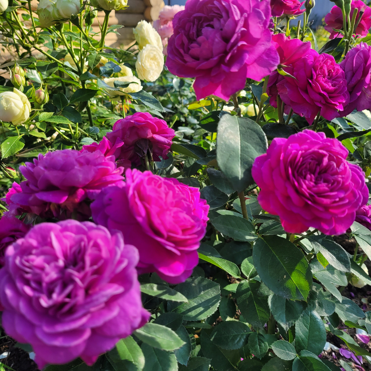 Роза Хайди Клум. Фото автора