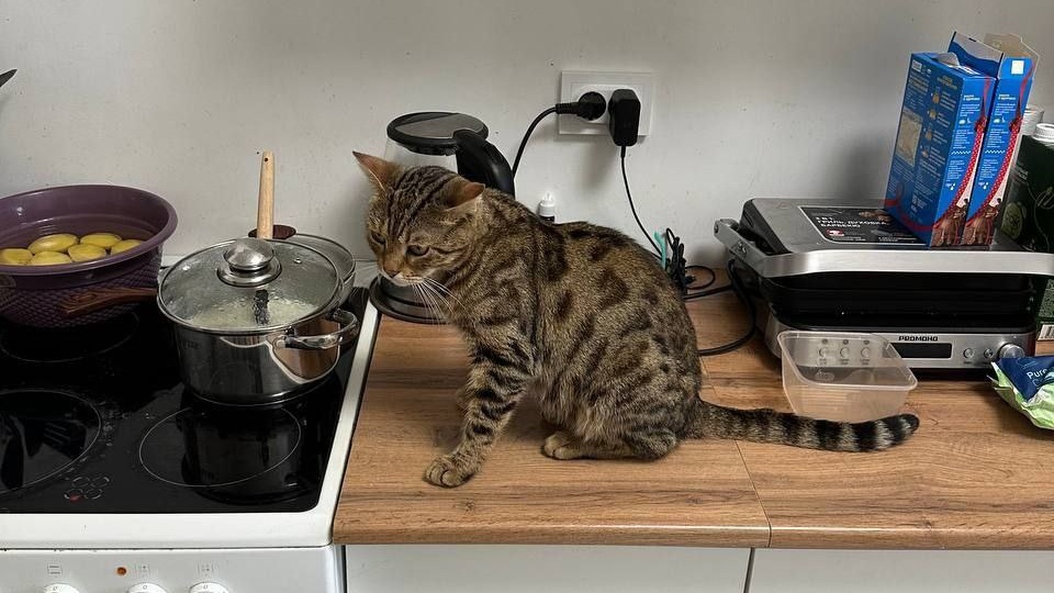 Новая жизнь бенгалки, которая еще позавчера мёрзла в подъезде и терпела издевательства