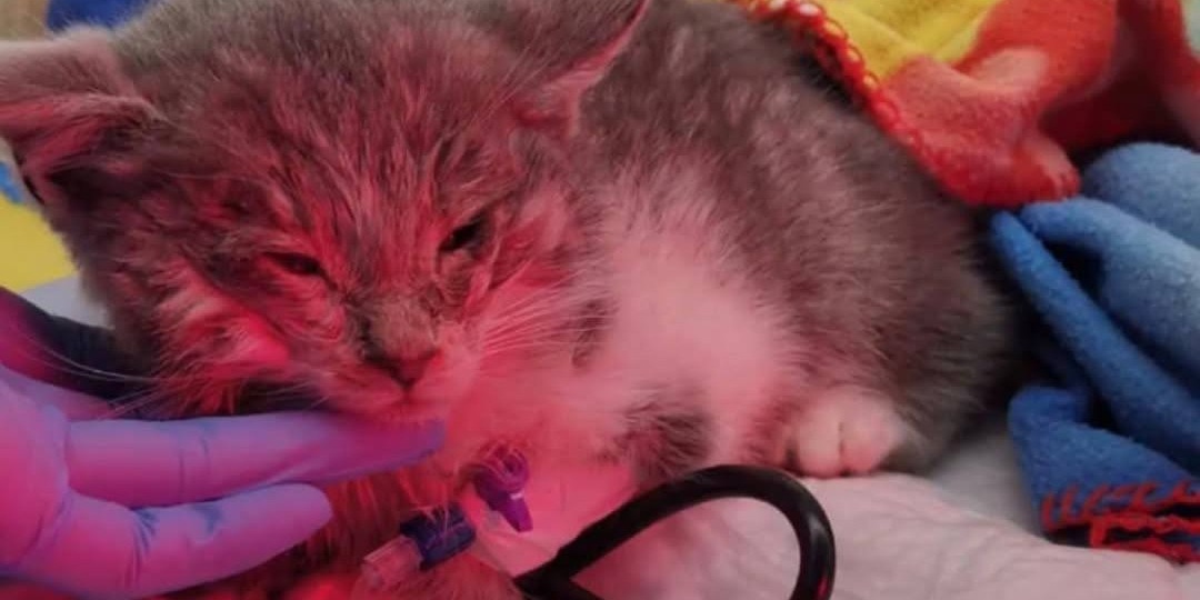 Не проходите мимо: в Твери котята спасались от холода в снегу