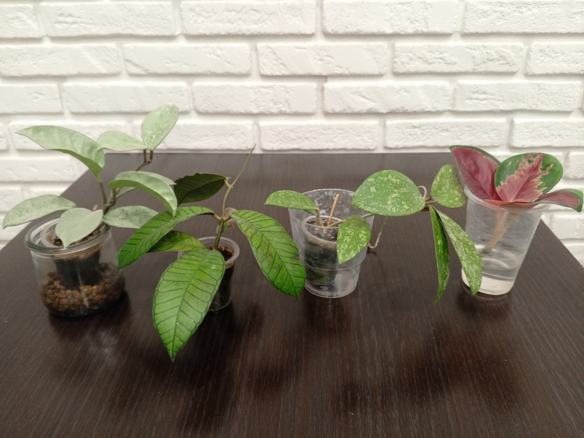 В ожидании пересадки