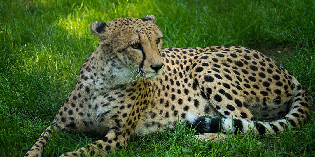 Три охотника, которые покажут вам класс: скорость, сила и зрение как суперспособности