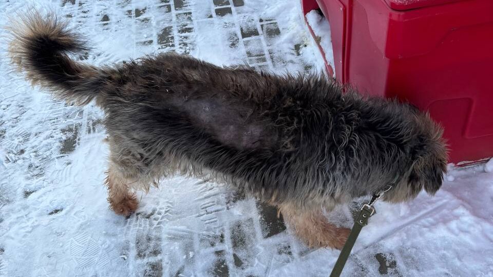 Новости из приюта.