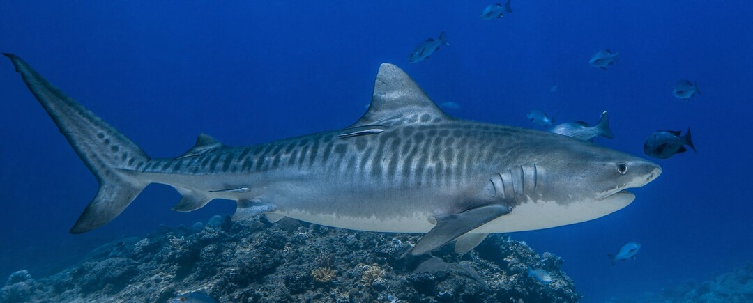 Акулы начинают схватку ещё до рождения: как детёныши борются в утробе матери