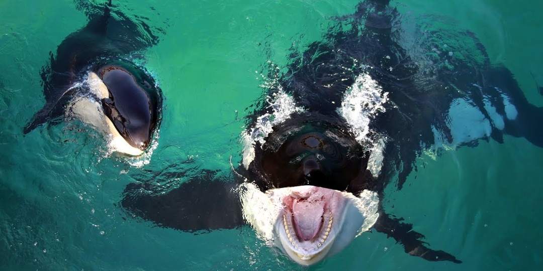 Два самых опасных хищника, которые переиграли эволюцию. Одни используют интеллект, другие химию