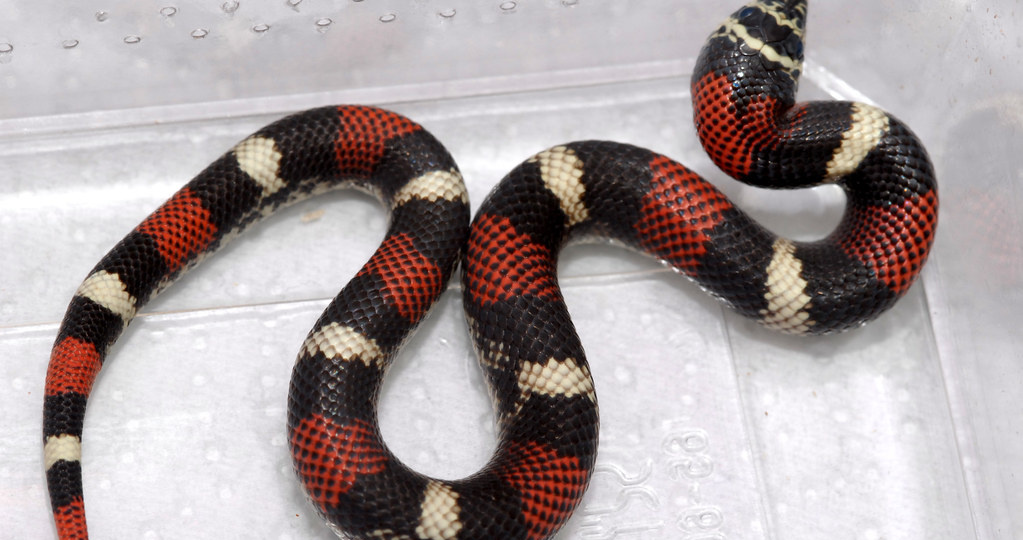 Когда слабый побеждает: пять безумных способов защиты в животном мире