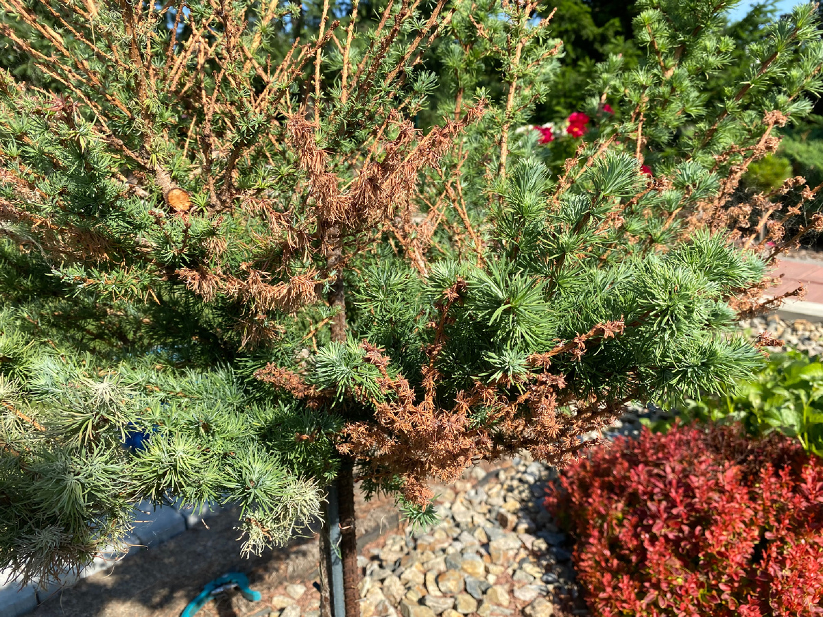 Larix kaempferi ‘Blue Dwarf‘