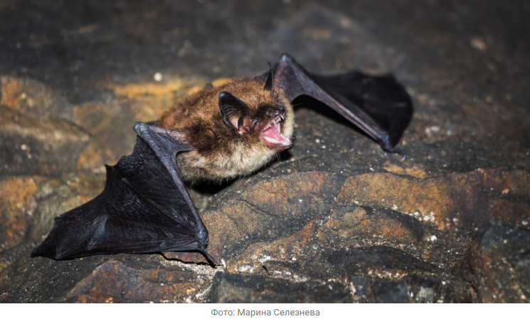 Источник новости: https://nia.eco/2026/01/22/111016/