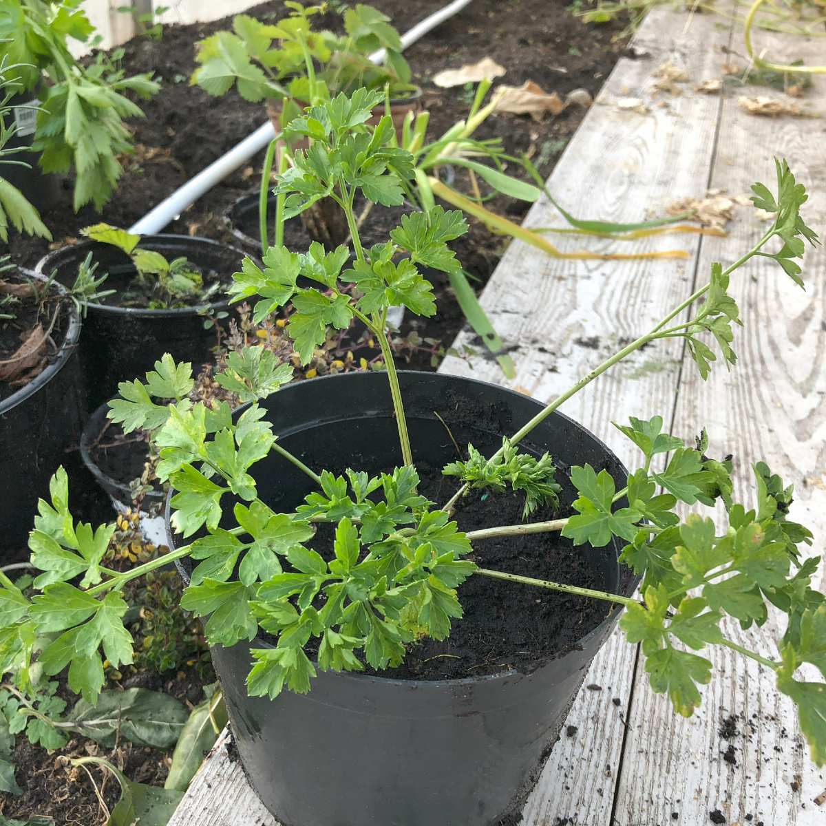 Петрушка. Фото автора