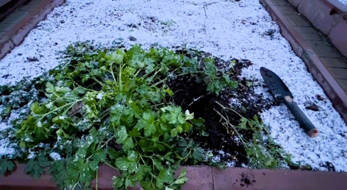 Петрушка на снегу. Фото автора