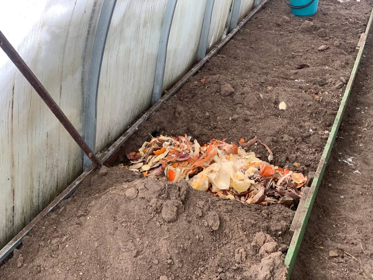 Компостирую отходы в теплице не первый год. На морозе еще и промерзнут и быстрее станут разлагаться. Фото автора 