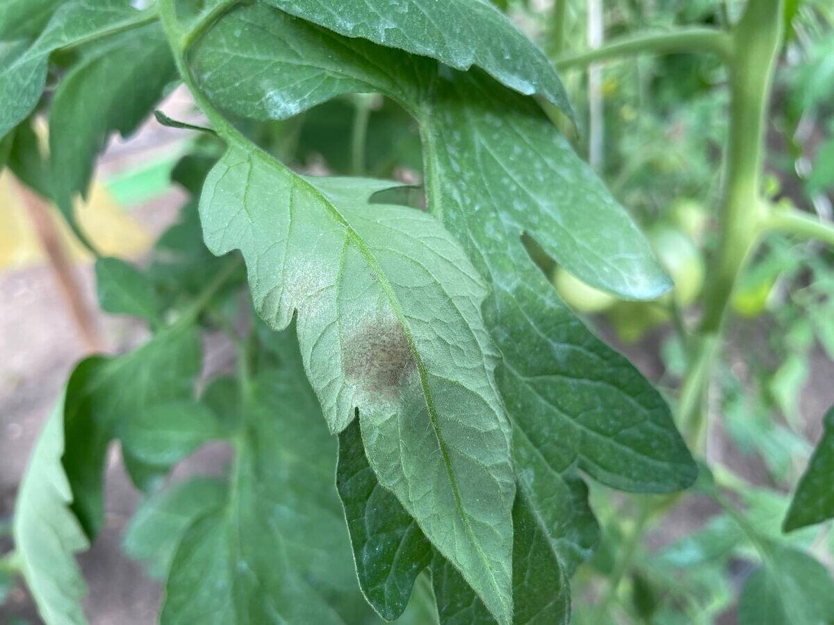 Кладоспориоз на обратной стороне листа, споры. Фото автора