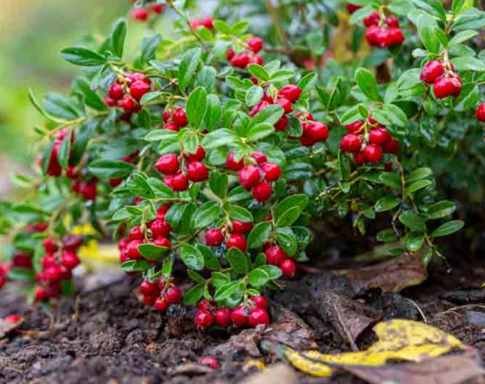Интересно: чем холоднее условия произрастания, тем больше брусника накапливает в плодах биологически активных веществ. За это прозвана в народе Ягодой бессмертия.

