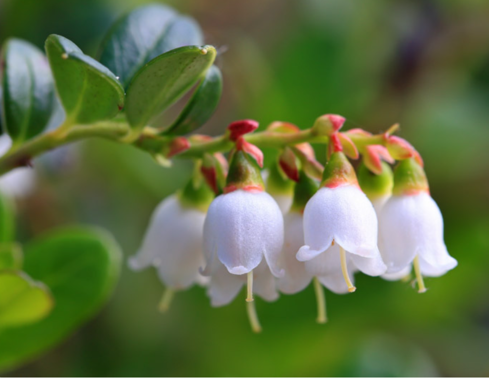 Кустики брусники — долгожители, срок их жизни может достигать 300 лет.