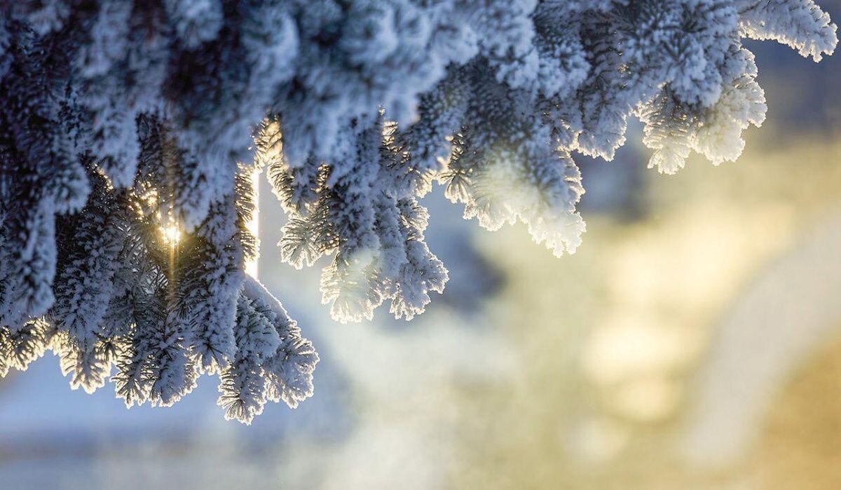     Ветка на морозе. Источник: mos ru Автор фото: Пресс-служба Мэра и Правительства Москвы