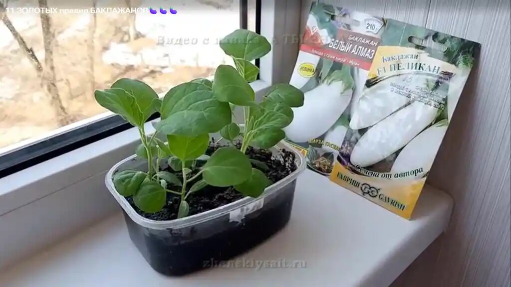 Посев баклажанов на рассаду