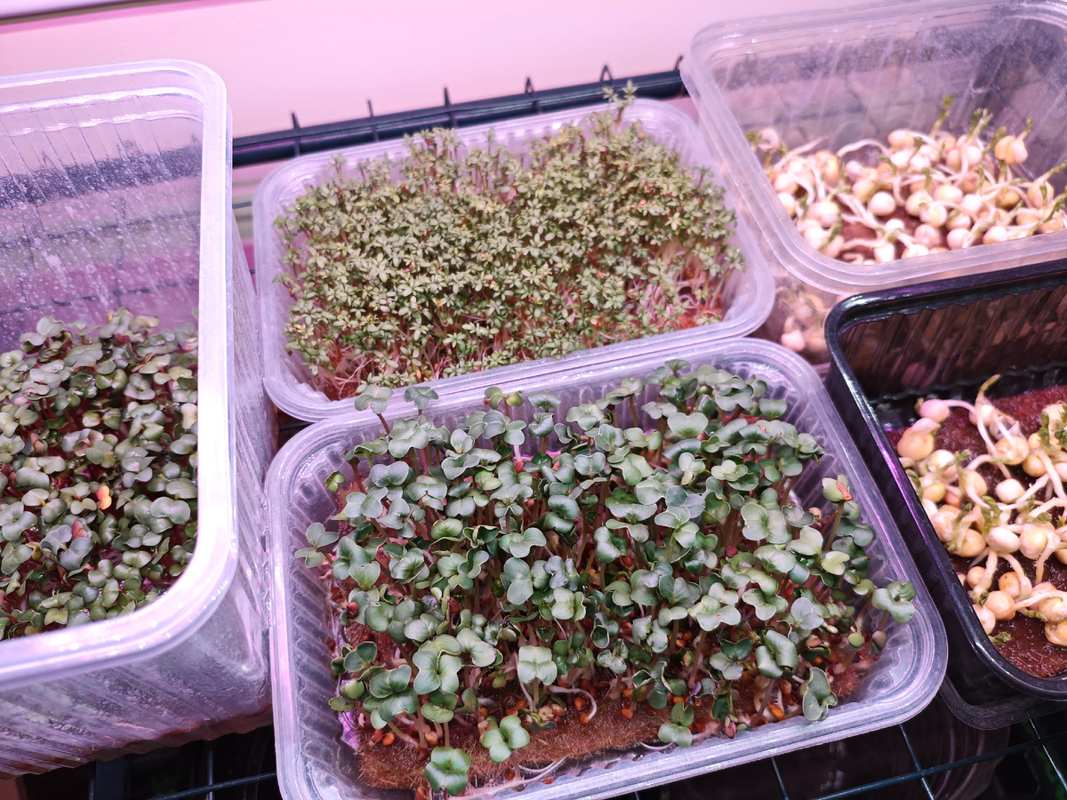 Домашнее выращивание микрозелени