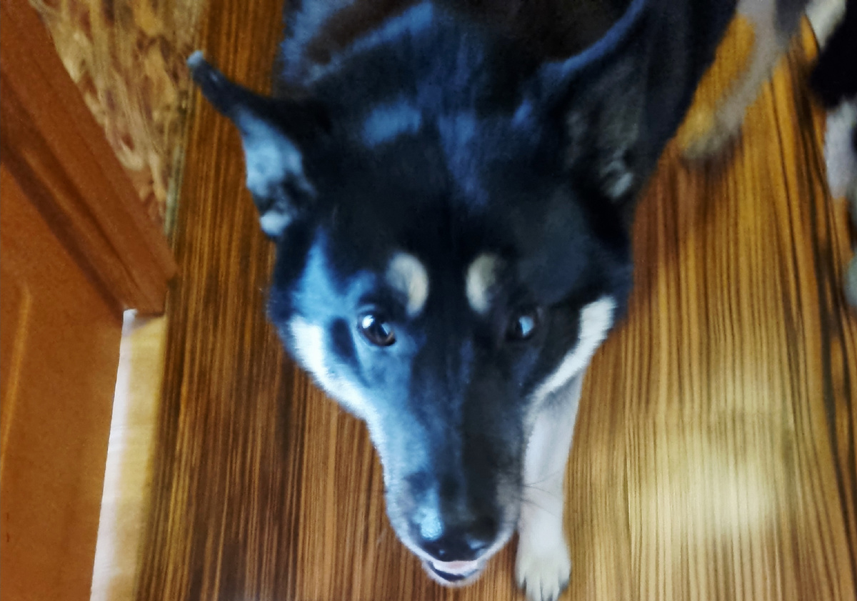 ..Что я зря приехала ?...Давай вкусняшку.