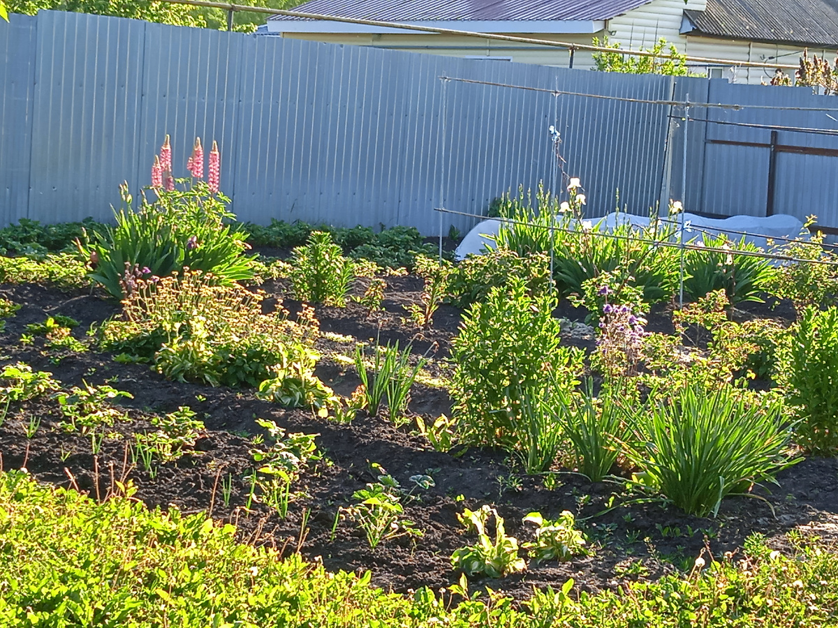 Ремонтантная КЛУБНИК!!!