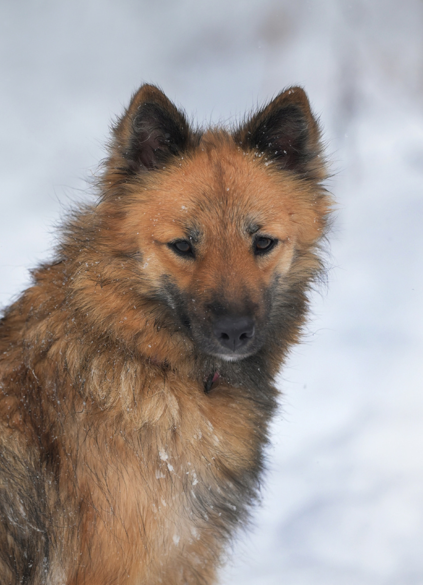 СС Ожога. Фото Анны Золотиной