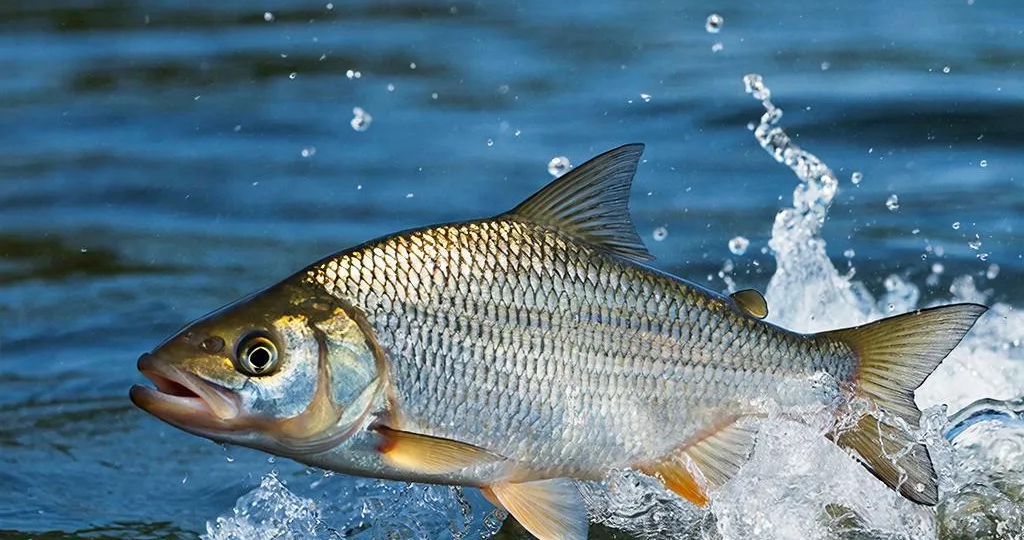 Как ловить речную и озёрную рыбу