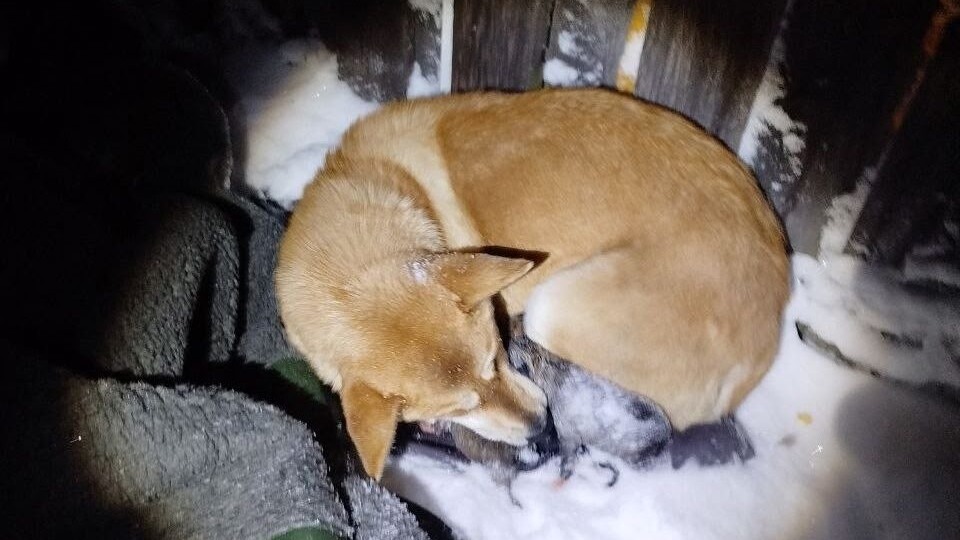 Четверо умерло: в Кеми хозяйка выбросила погибать на морозе собаку с щенками