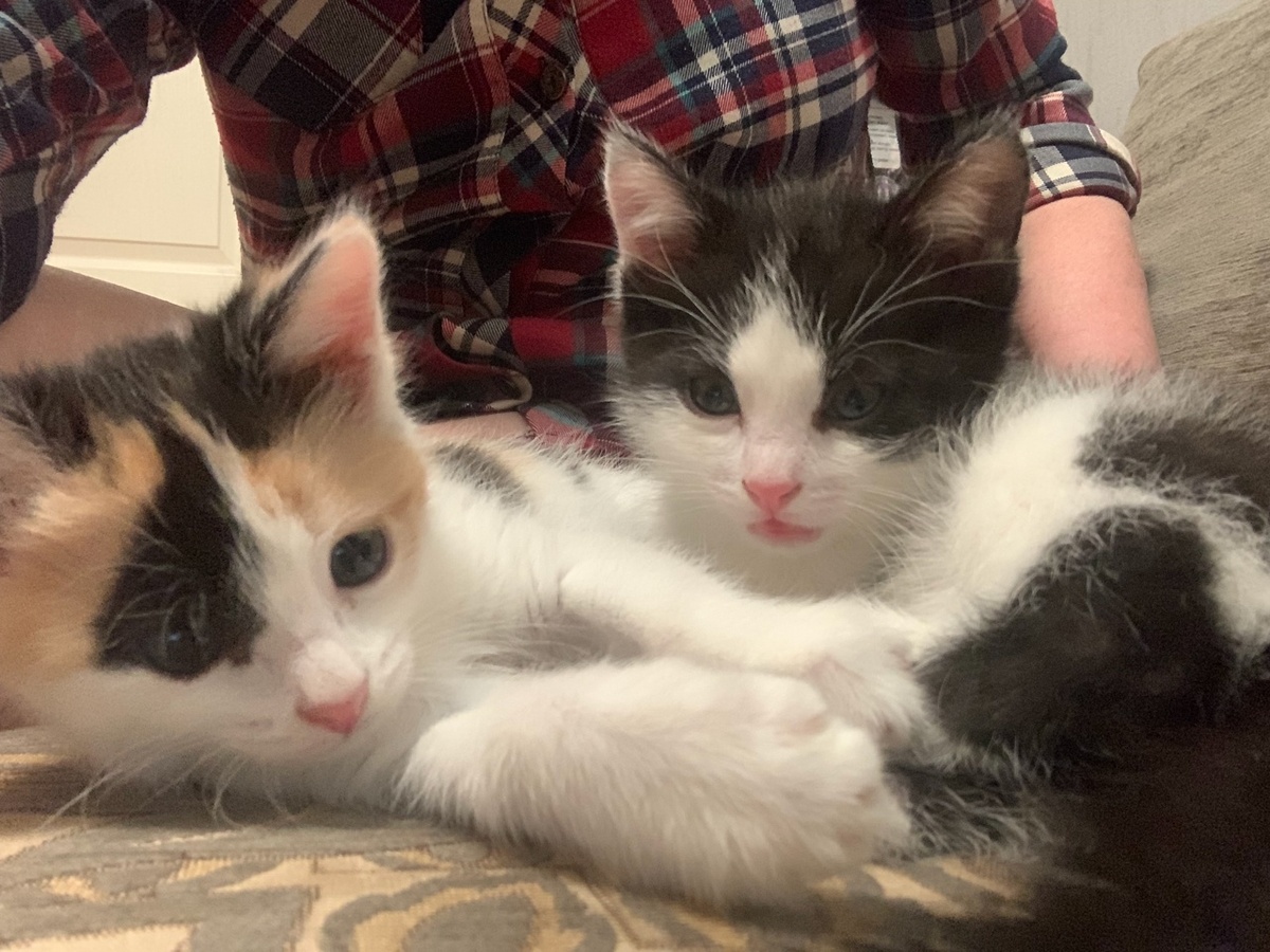 Веста и Ляля