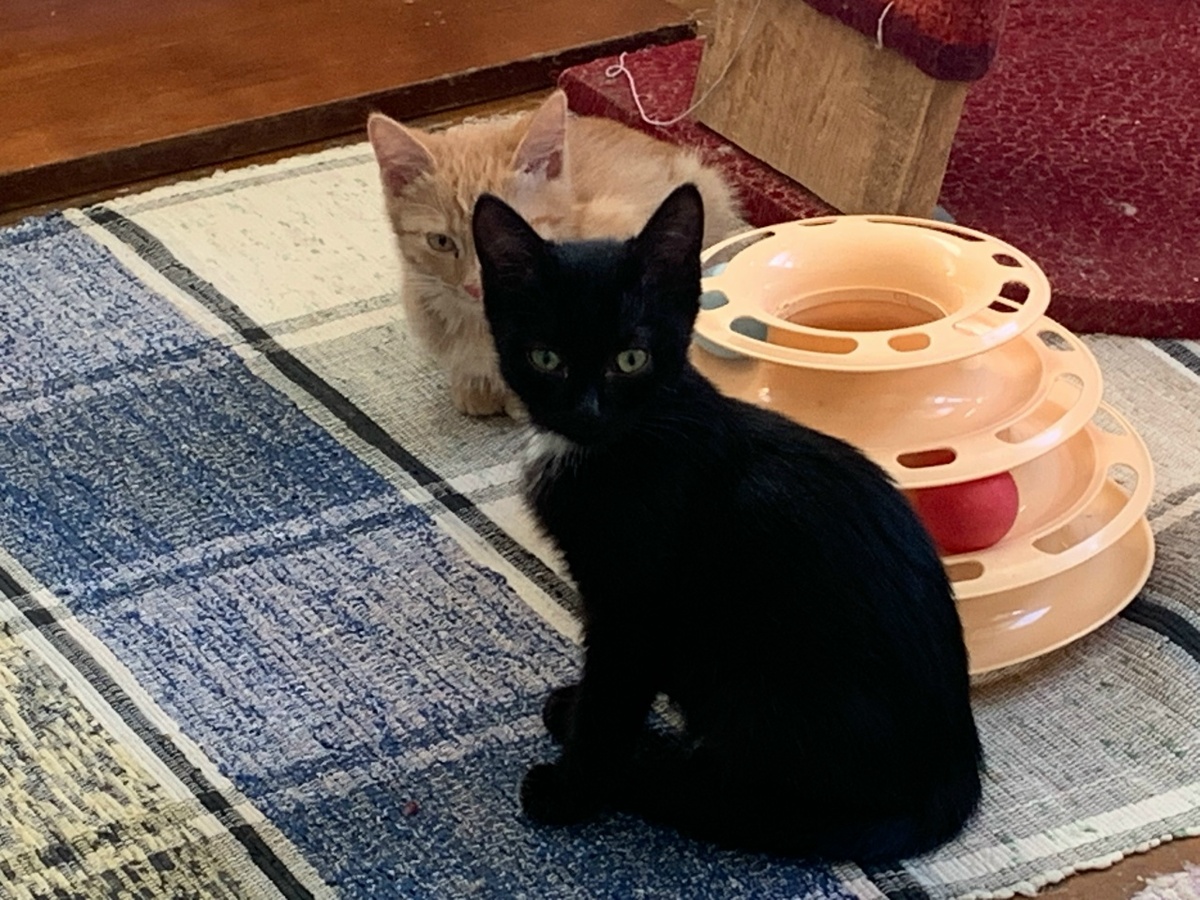 Счастливчики Стёпа и Дуся