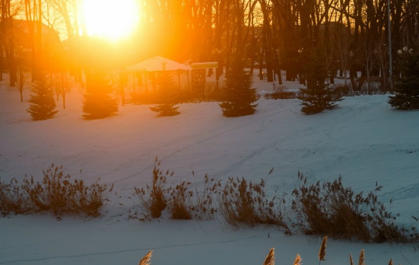 Зима. Морозы. А как там розы?