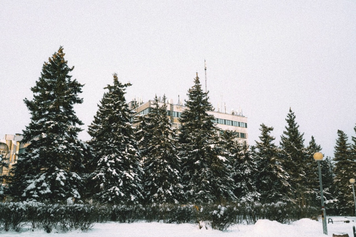 Парк Голубые ели в моем городе.