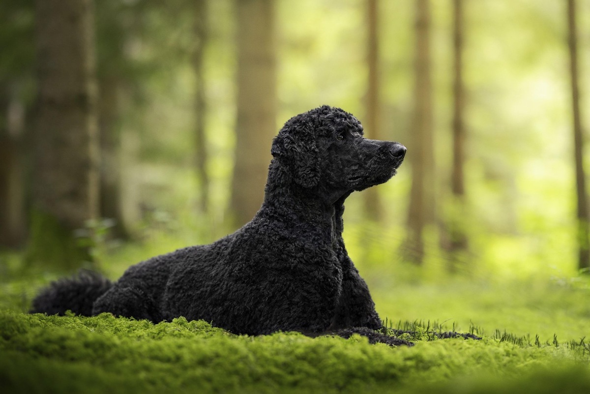    Королевский пудель — настоящий аристократ