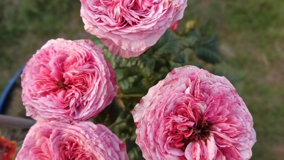 Отзыв о чайно-гибридной розе «Пинк Ай» (Pink Eye)