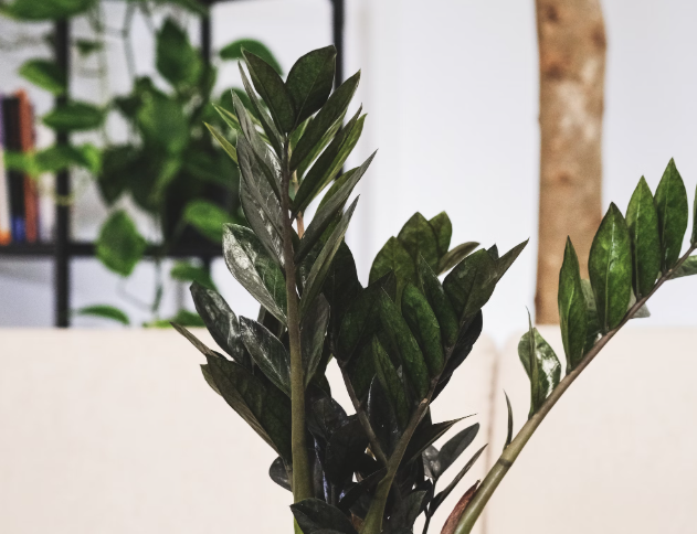 2 ложки под куст — и замиокулькас "выдавливает" по 2 листа в день — живительный коктейль для суккулента