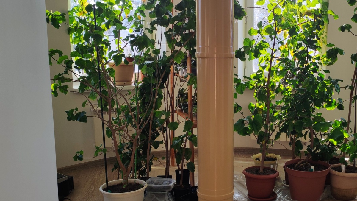 Теплолюбивые гибискусы терпят зиму в наших условиях с трудом - жмутся к трубе от печки. Ничего, весной я их обрежу и пересажу и будут, как всегда, красавцами! 