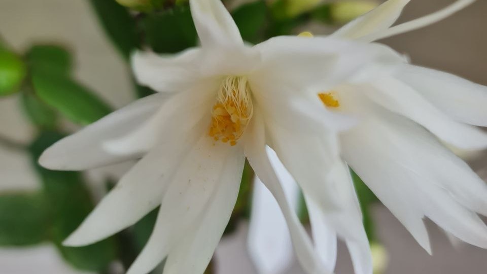 Рипсалидопсис Sirius