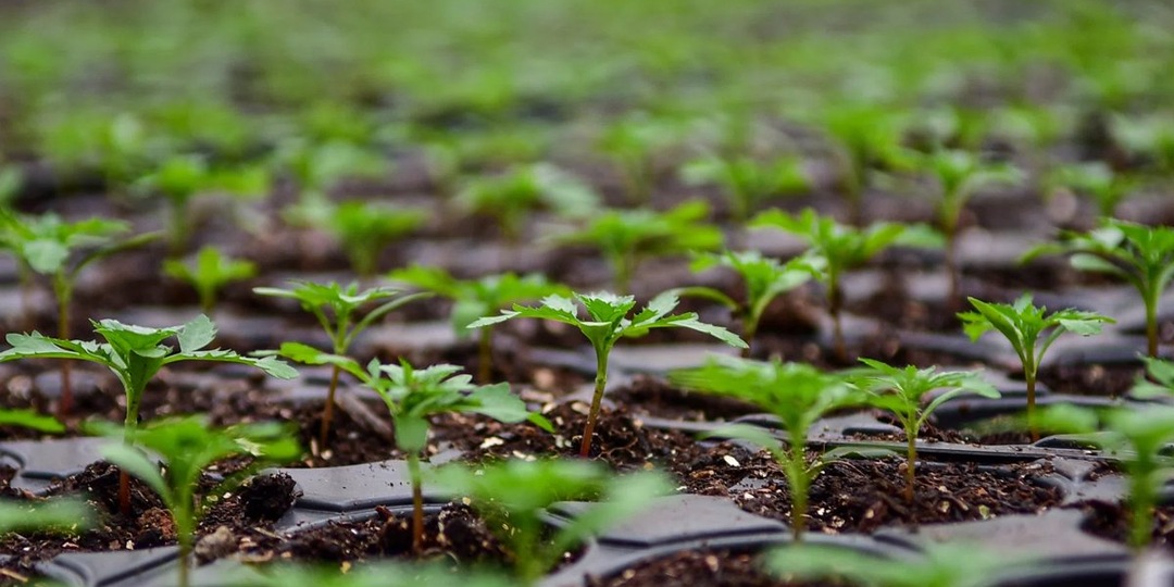 Иначе урожая не будет: что обязательно сеять на рассаду в феврале 2026