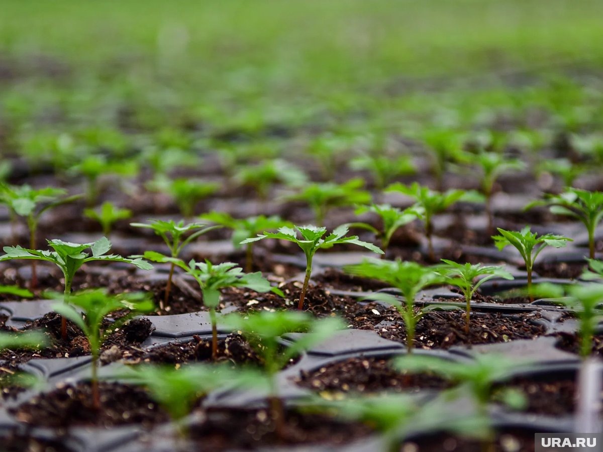     Февраль - ответственный месяц для огородников