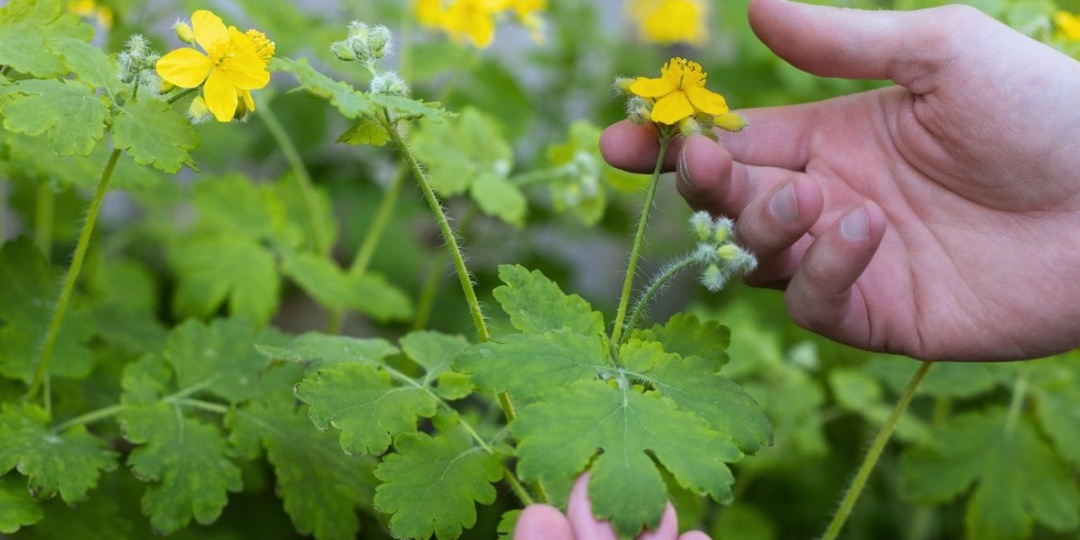 Если на вашем участке обильно растет чистотел, то это сигнал о проблемах