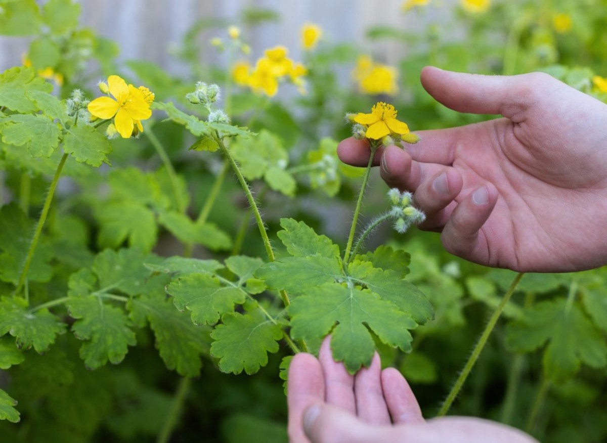 Чистотел в огороде. Вдали от города