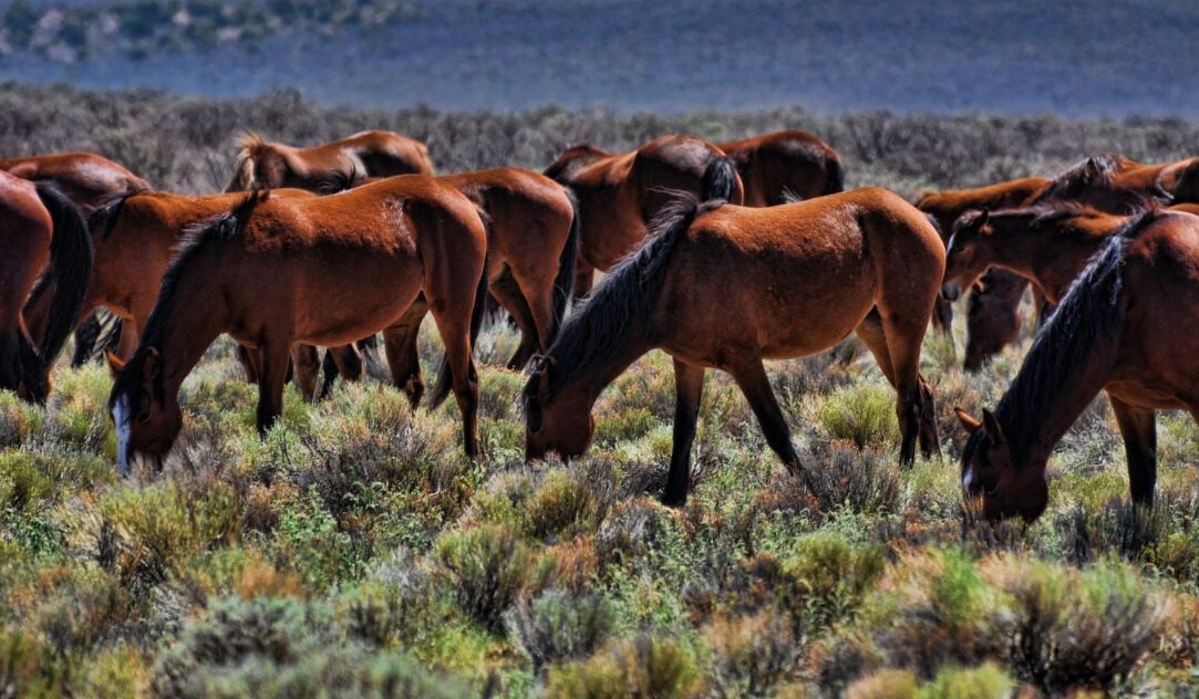 Табун мустангов в прериях Вайоминга. Дикие лошади Америки живут по своим законам: строгая иерархия, долгие переходы и постоянная готовность к бегу.