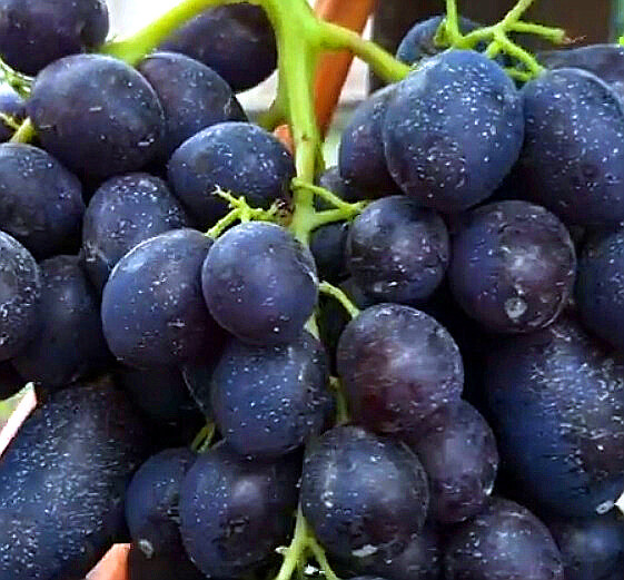 Брависсимо