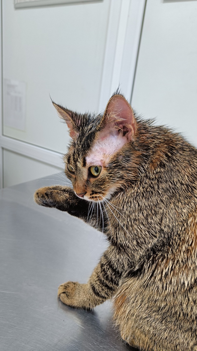 Ждем с Ёжей доктора в кабинете