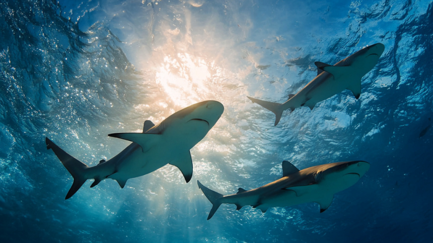 Смотреть видео на моем ТГ канале: https://t.me/Hurgadasunnycity

Рутуб https://rutube.ru/channel/46239035/