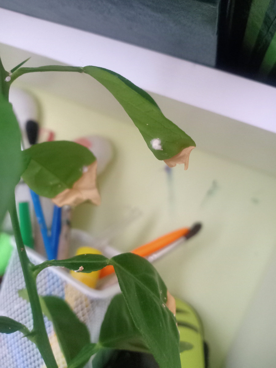 Лист с белым налетом 